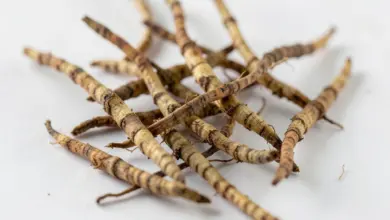 Co je cordyceps a jaké má účinky - ilustrační foto