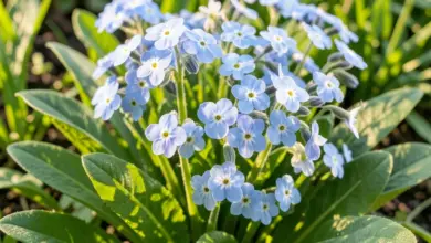 Jak pěstovat pomněnku myosotis v zahradě - ilustrační foto