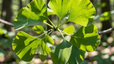 Jak ginkgo biloba podporuje paměť a soustředění - ilustrační foto