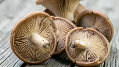 Co je houba shiitake a její účinky - ilustrační foto