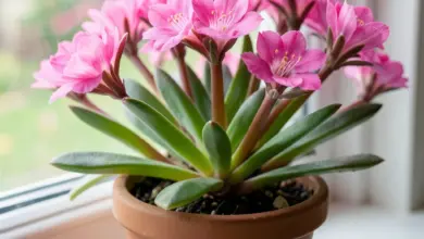 Jak pečovat o kalanchoe a její stříhání - ilustrační foto
