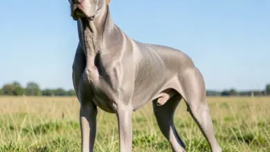 Jak pečovat o německou dogu - ilustrační foto