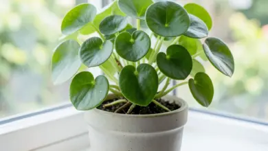 Jak pěstovat a pečovat o pileu peperomioides - ilustrační foto