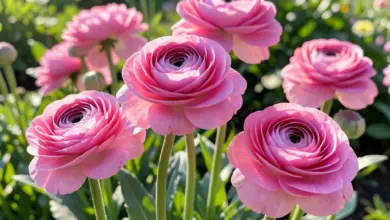 Jak pěstovat pryskyřník ranunculus - ilustrační foto