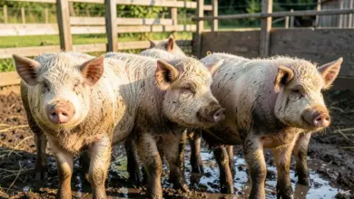 jak chovat prase mangalica a jeho vlastnosti - Jak chovat prase mangalica - ilustrační foto