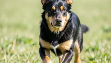 Jak pečovat o australskou kelpie - ilustrační foto