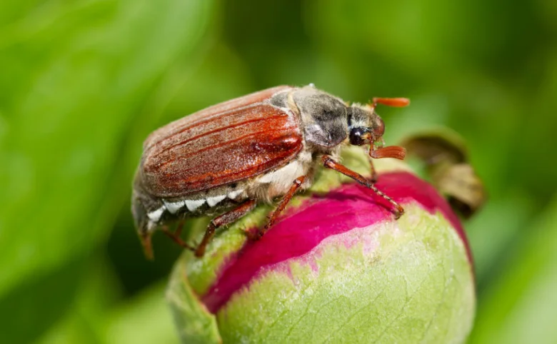 Japanese beetle on flower bud