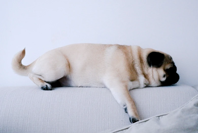 Spící mops leží na boku na měkké ploše.