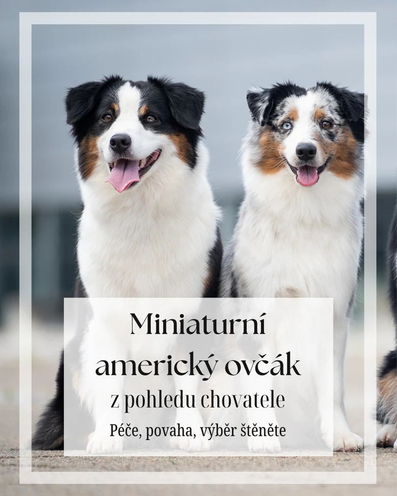 Dva štěňata miniaturního amerického ovčáka sedící vedle sebe.