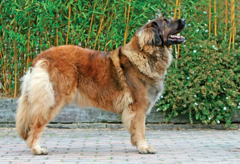 Leonberger pes stojí na dlažbě před zelenými keři.