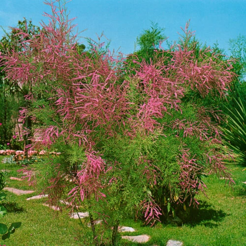 Pink flowering shrub