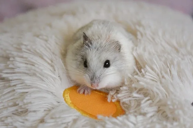 Bílý křečec sedí na měkké podložce s oranžovým předmětem.