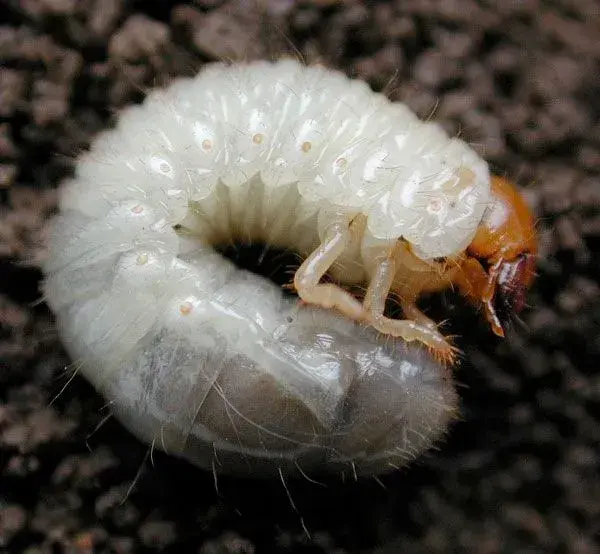 Japanese beetle larva