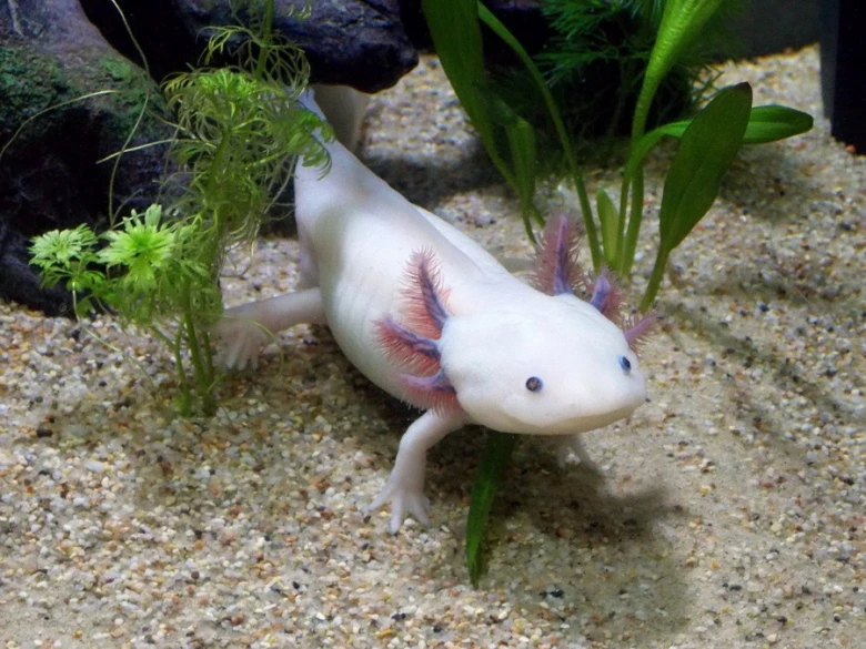 Bílý axolotl s plovacími rostlinami v akváriu na štěrkovém dně.