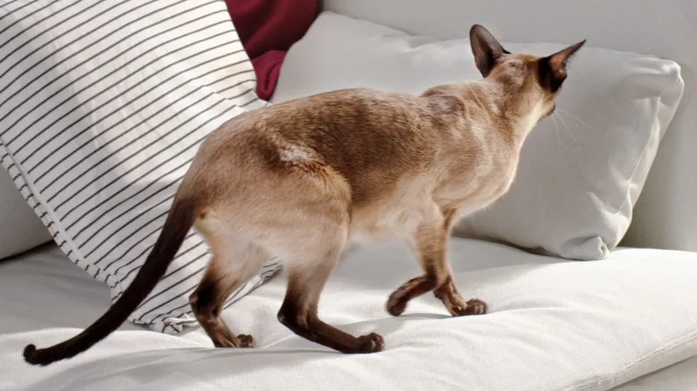 Siamese cat on sofa