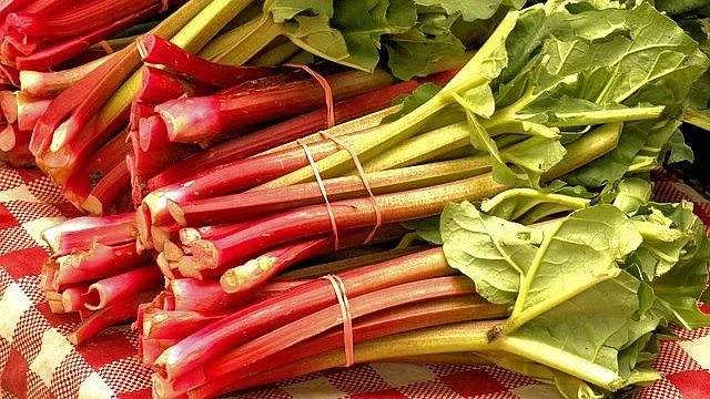 Fresh rhubarb stalks and leaves