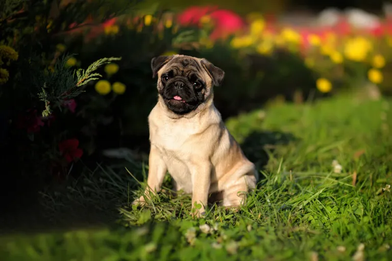Malý mops sedí na trávě s rozostřenými květinami v pozadí.