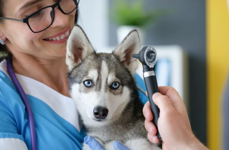Veterinářka zkoumá uši štěněte s endoskopem v ordinaci.