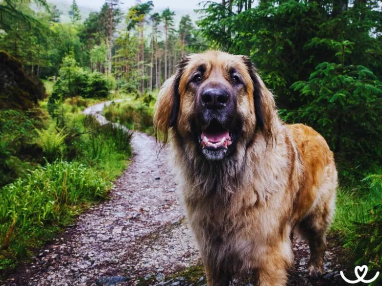 Leonberger pes na lesní cestě v přírodě