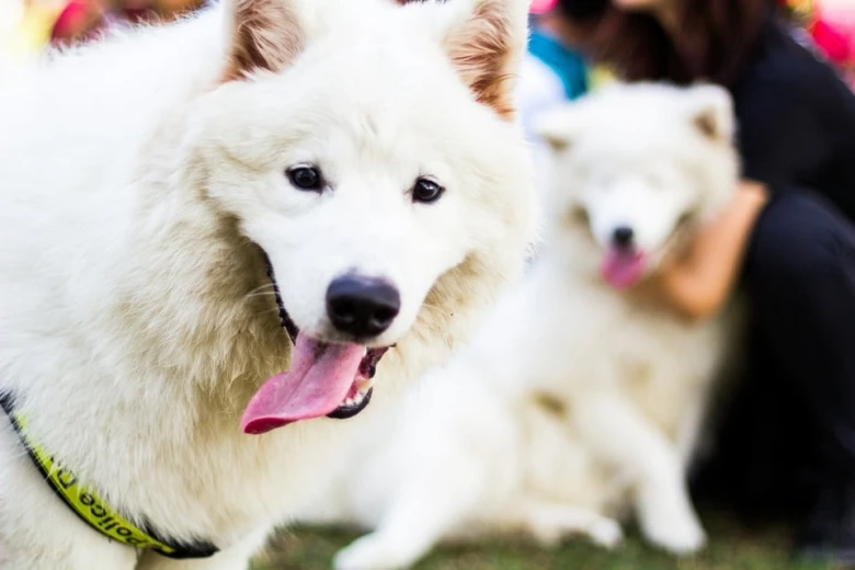 Bílý samojed s jazykem venku, druhý pes v pozadí.