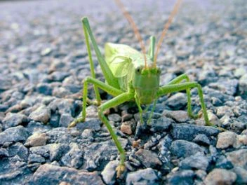 Green katydid insect