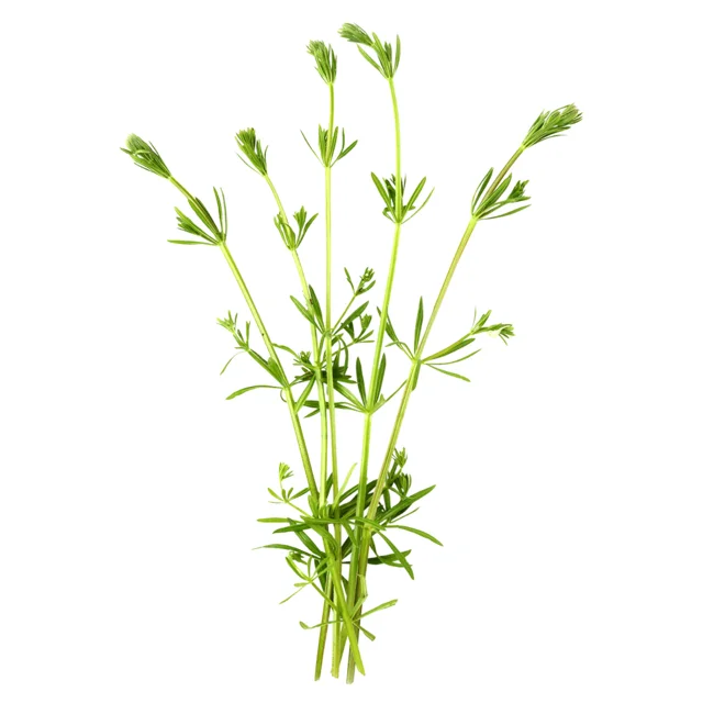 Čerstvý svízel, bylinka Galium odoratum na bílém pozadí.