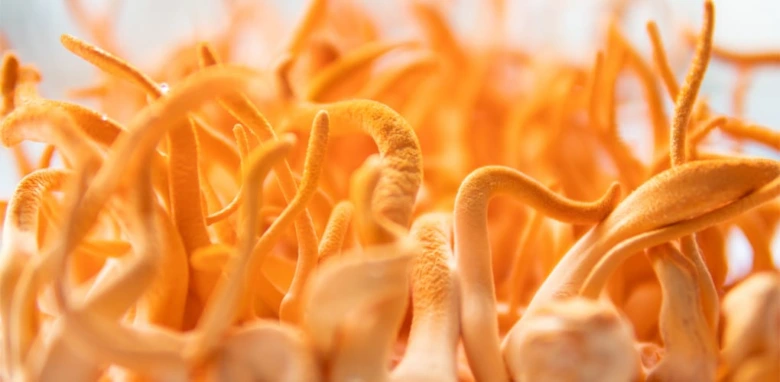 Detailní záběr na oranžové houby rodiny Cordyceps rostoucí v klu.