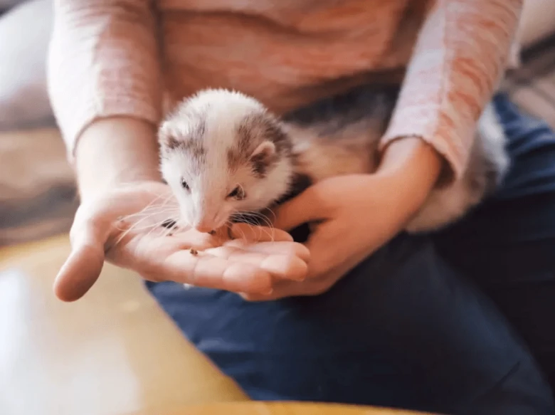Člověk drží malou fretku v rukách, která jí z dlaně.