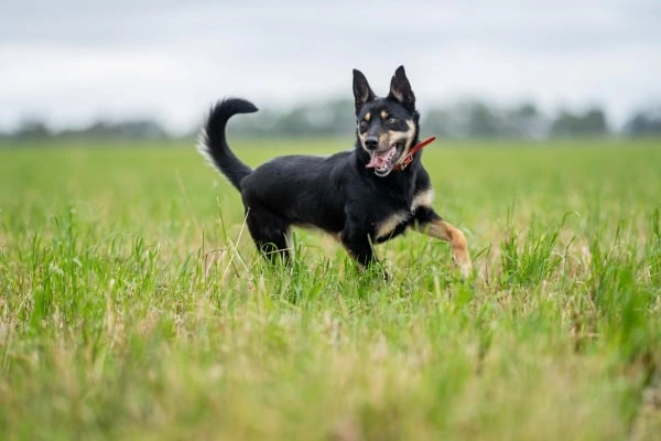 Australská kelpie běží po zelené trávě na poli.