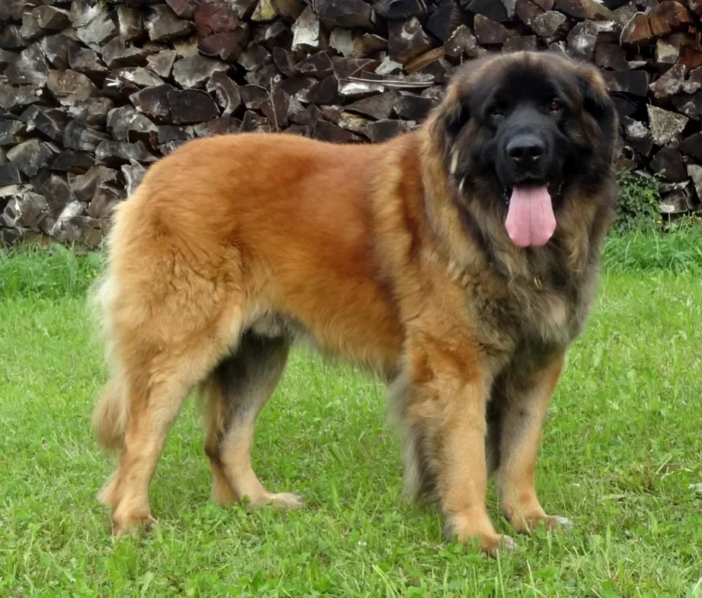 Velký leonberger stojí na trávníku před dřívem.