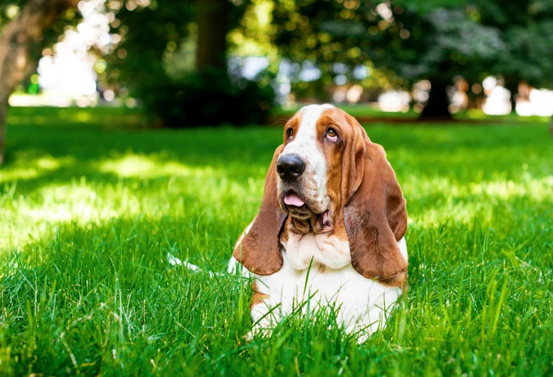 Baset hound leží na trávníku v parku.