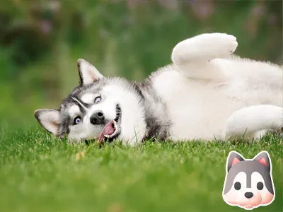 Sibiřský husky štěně leží na zádech v trávě.