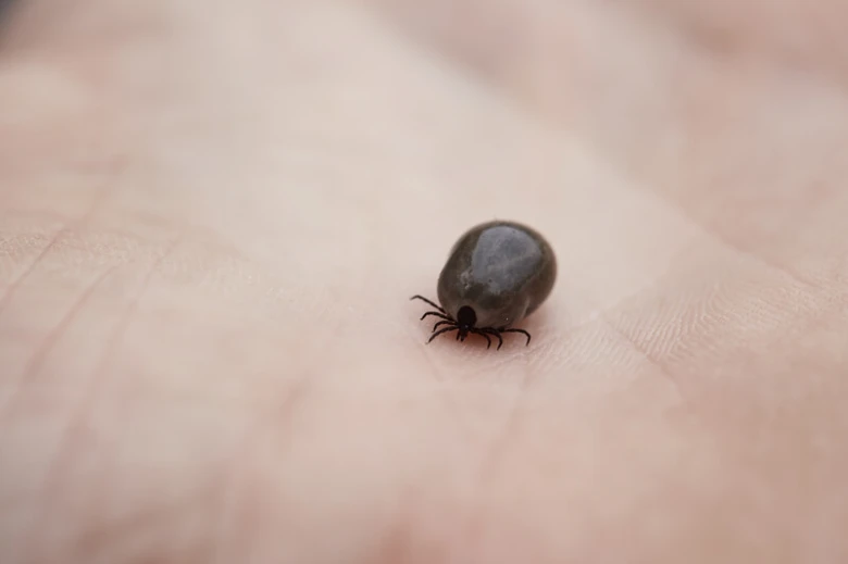 Přiblížený klíšťák přisátý na lidskou kůži.