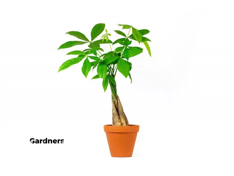Pachira aquatica plant in pot