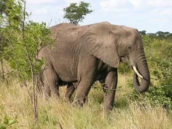 Afrikan slon chodí po vysoké trávě v přírodě.