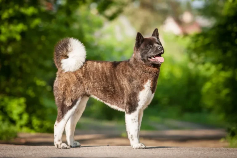 Americká akita stojí venku na cestě s zeleným pozadím.