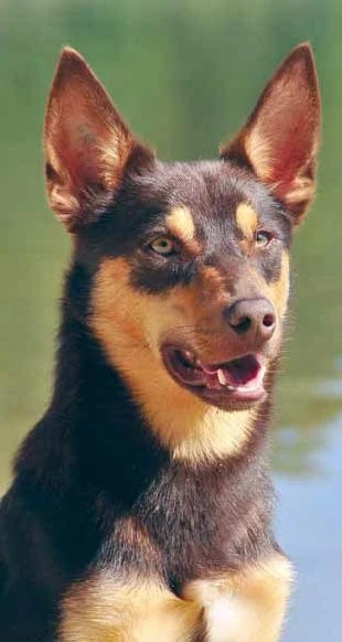 Portrét australské kelpie s výraznými ušima.
