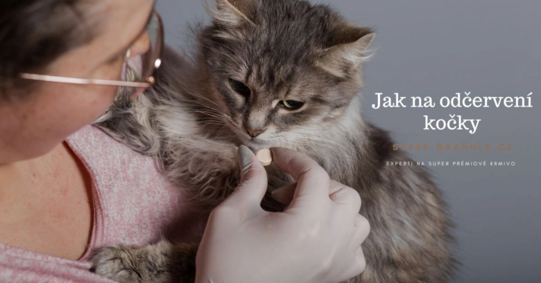 Žena podává kočce odčervovací tabletku rukama v gumových rukavicích.
