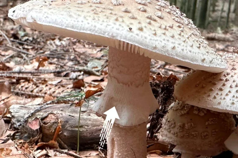 Blízký záběr na muchomůrku růžovku s bílou kloboukem a červenými skvrnami v lese.