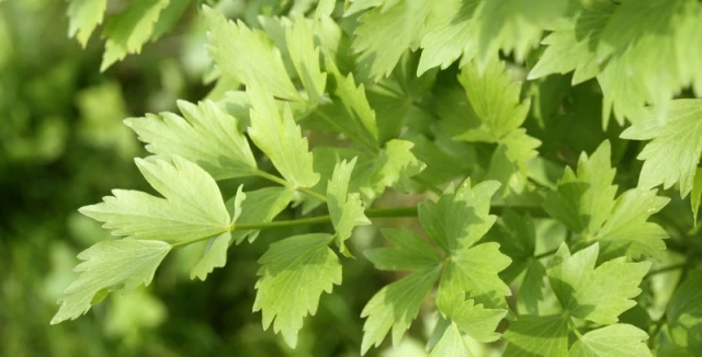 Zelené listy levandule citronové rostoucí na slunci.