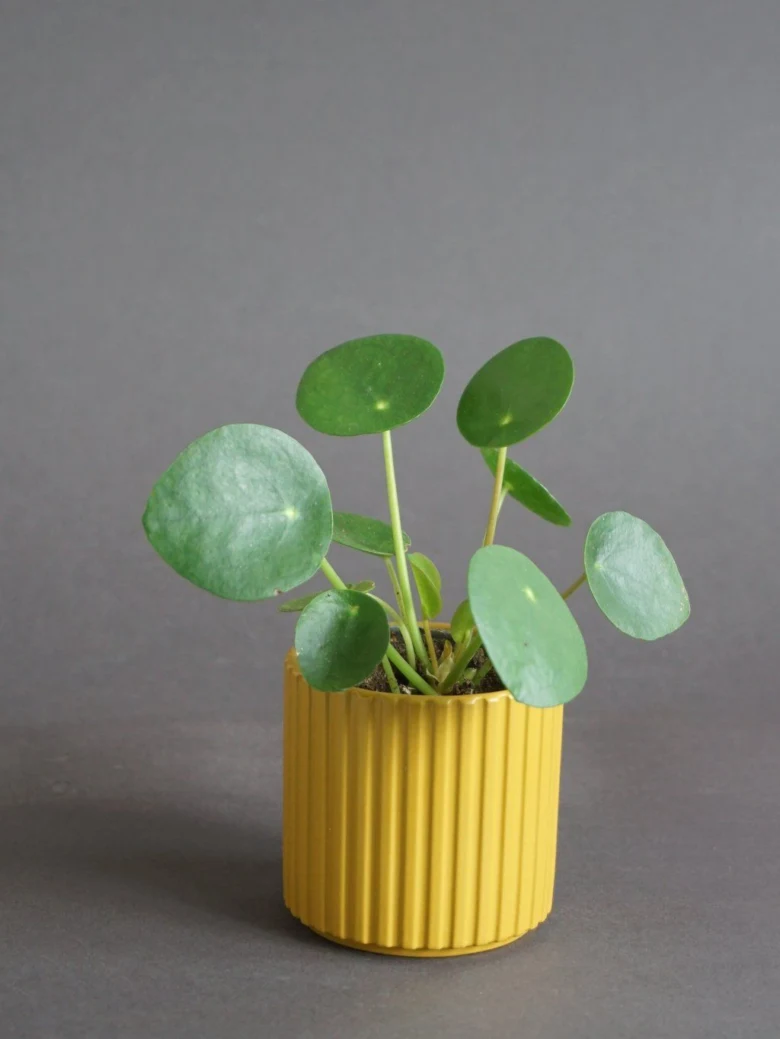 Malá rostlina pilea peperomioides v žlutém květináči s kulatými listy.