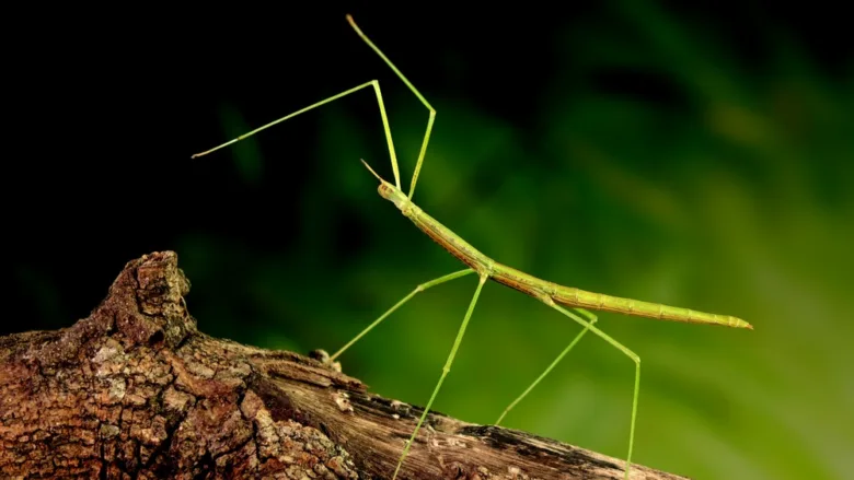 Stick insect on branch