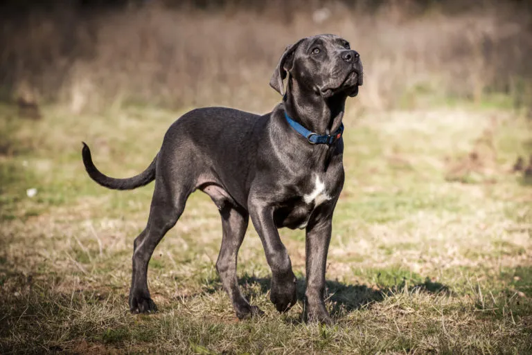 Černý pes plemene Cane Corso stojí na trávníku.