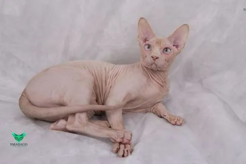 Hladká kočka sphynx leží na bílém pozadí.