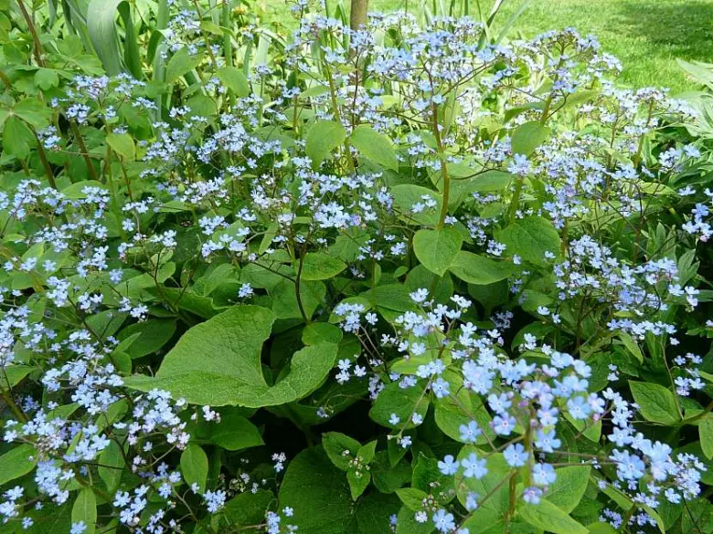 Modré květy pomněnky myosotis rostoucí v zahradním záhonu.