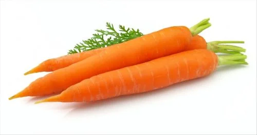 Tři čerstvé mrkve s zelenými listovými vršky na bílém pozadí.
