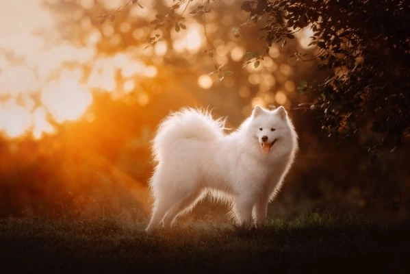 Bílý samojed stojí na trávníku za slunečního svitu.