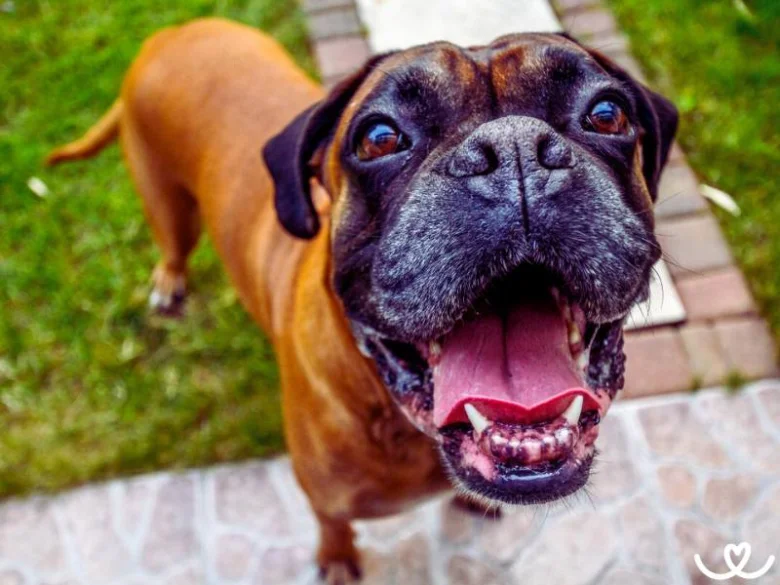 Šťastný německý boxer hledí nahoru s otevřenou pusou.