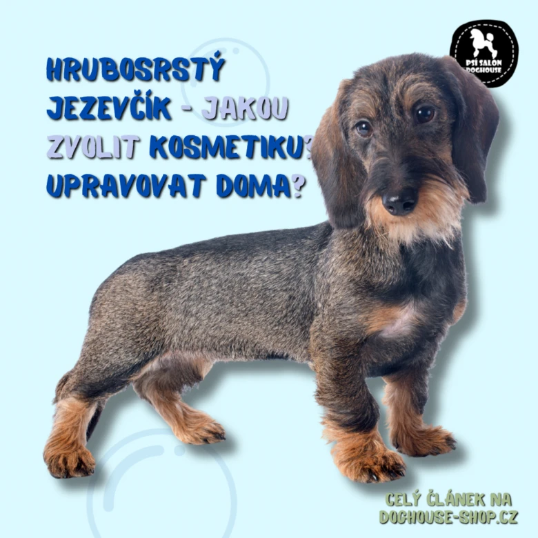 Drsnosrstý jezevčík s informacemi o péči v češtině