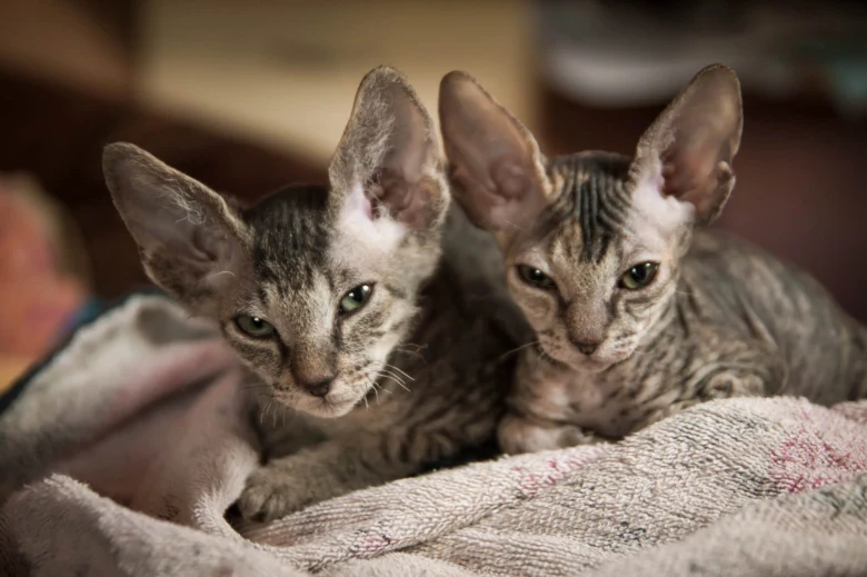 Dva chlupatí koťata rasy Sphynx leží na dečce.